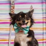Dog Grooming Long Haired Chihuahua: Expert Tips Revealed