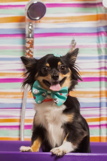 Dog Grooming Long Haired Chihuahua: Expert Tips Revealed
