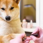 Dog Grooming Online Classes: Master Pet Care Skills
