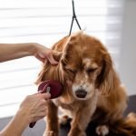 Dog Grooming Quotes: Inspiring Care for Your Pup