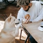 Dog Grooming Schedule: Essential Tips for Every Pet Owner