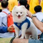 Dog Grooming School Online: Transform Passion Into Career