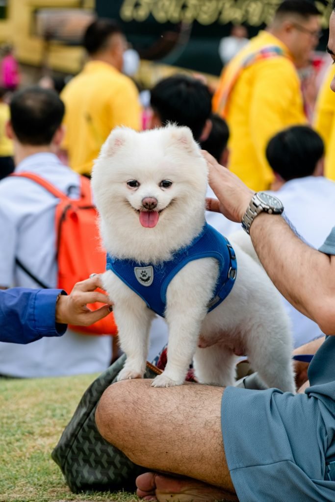 Dog Grooming School Online: Transform Passion Into Career