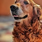 Dog Grooming Styles Chart: Discover the Best Looks