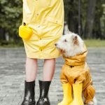 Dog Grooming Tips: Expert Secrets for a Happy Pet