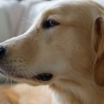 Dog Grooming for Beginners at Home: Easy Step-by-Step Guide