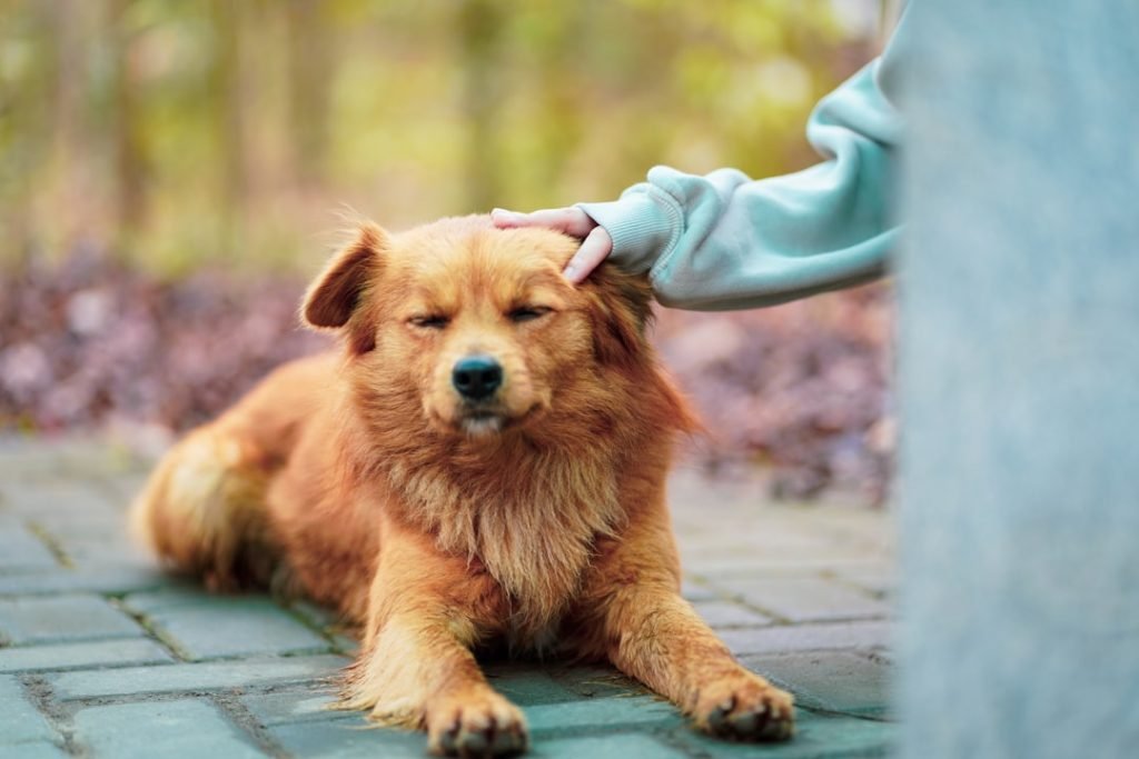 Dog Grooming of Dacula: Top Tips for Pampered Pets