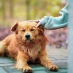 Dog Grooming of Dacula: Top Tips for Pampered Pets