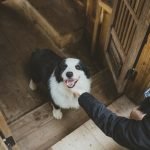 Dog House Pet Grooming: Transform Your Pup’s Style