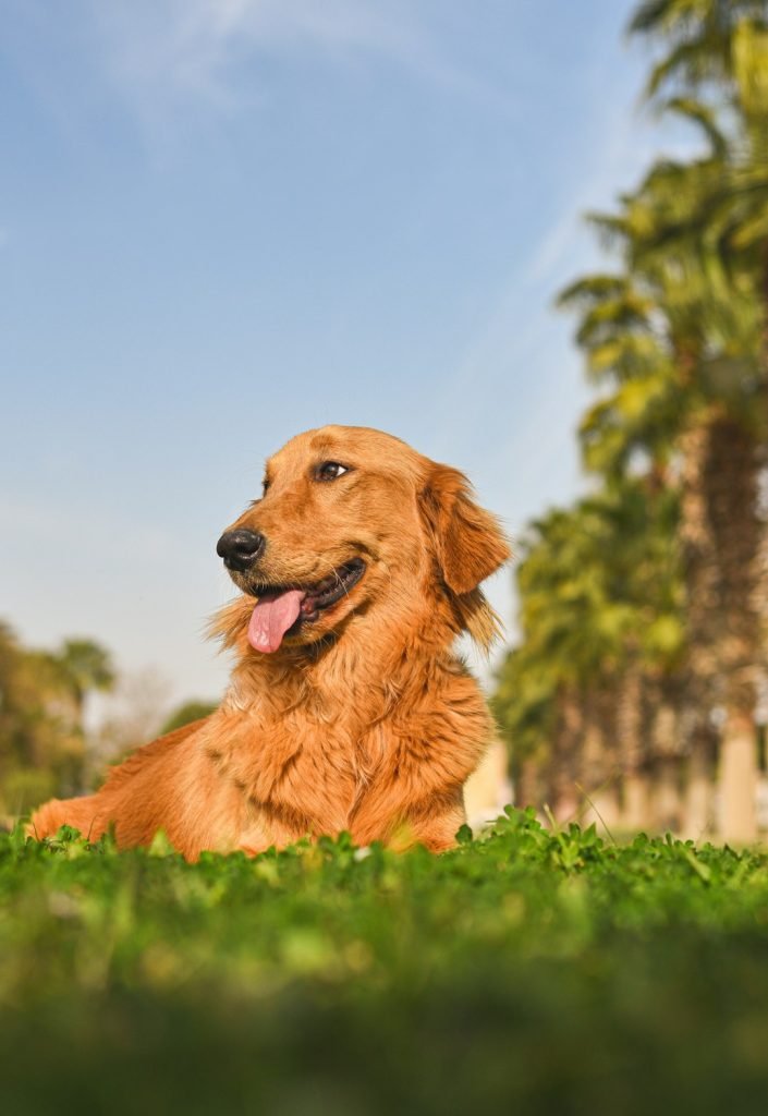 Dog Insurance California: Protect Your Pup Today