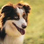 Dog Insurance Costco: Affordable Coverage Options