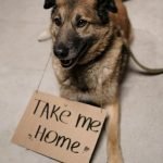 Dog Insurance Dental: Protect Your Pup’s Pearly Whites