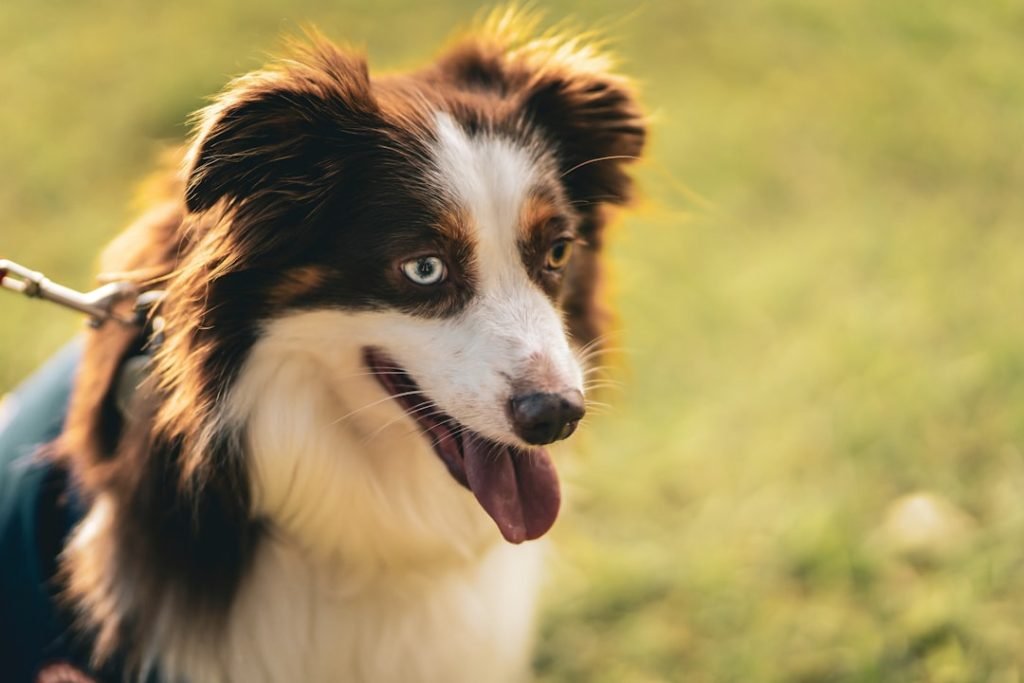 Dog Insurance Pre Existing Condition: Your Comprehensive Guide