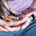 Dog Insurance Prices: Compare, Save & Protect Paws