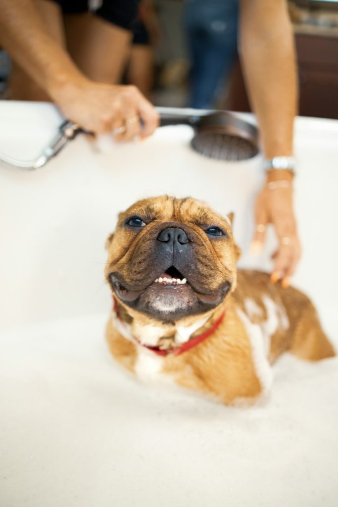 Dog Insurance That Covers Dental Cleaning: Complete Guide