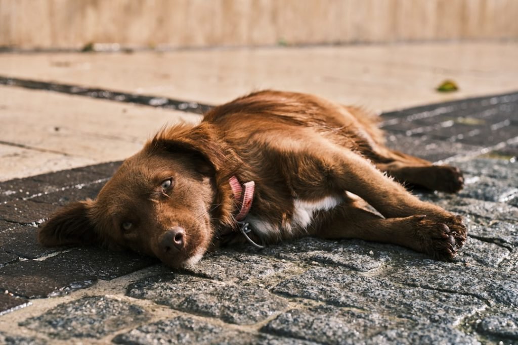 Dog Insurance That Covers Spaying: Essential Guide