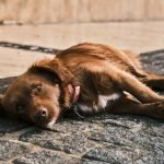 Dog Insurance That Covers Spaying: Essential Guide