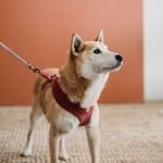 Dog Insurance Usaa: Protect Your Pet and Wallet