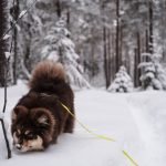 Dog Insurance With Dental Cover: Ensure Tail-Wagging Health