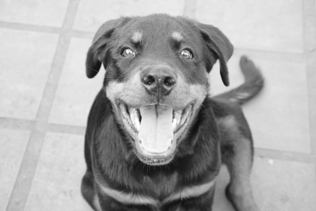 Dog Insurance With Dental: Protect Your Pup’s Smile