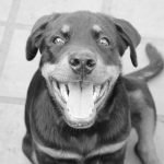 Dog Insurance With Dental: Protect Your Pup’s Smile