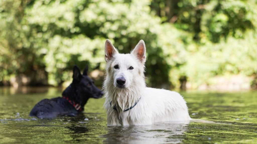 Dog Insurance With Pre Existing Conditions: Essential Guide