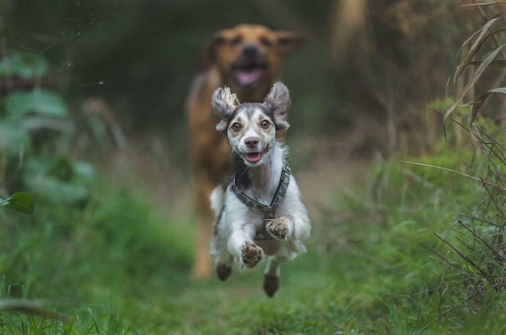 Dog Insurance for 2 Dogs: Affordable Coverage Options