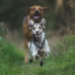 Dog Insurance for 2 Dogs: Affordable Coverage Options