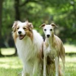 Dog Insurance for Breeders: Protect Your Investments