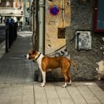 Dog Insurance for French Bulldog: Essential Coverage Guide