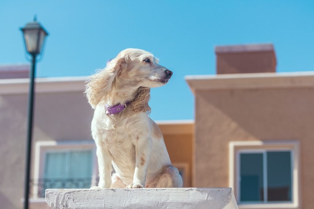 Dog Insurance for Homeowners: Essential Protection Tips