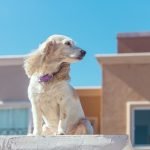 Dog Insurance for Homeowners: Essential Protection Tips