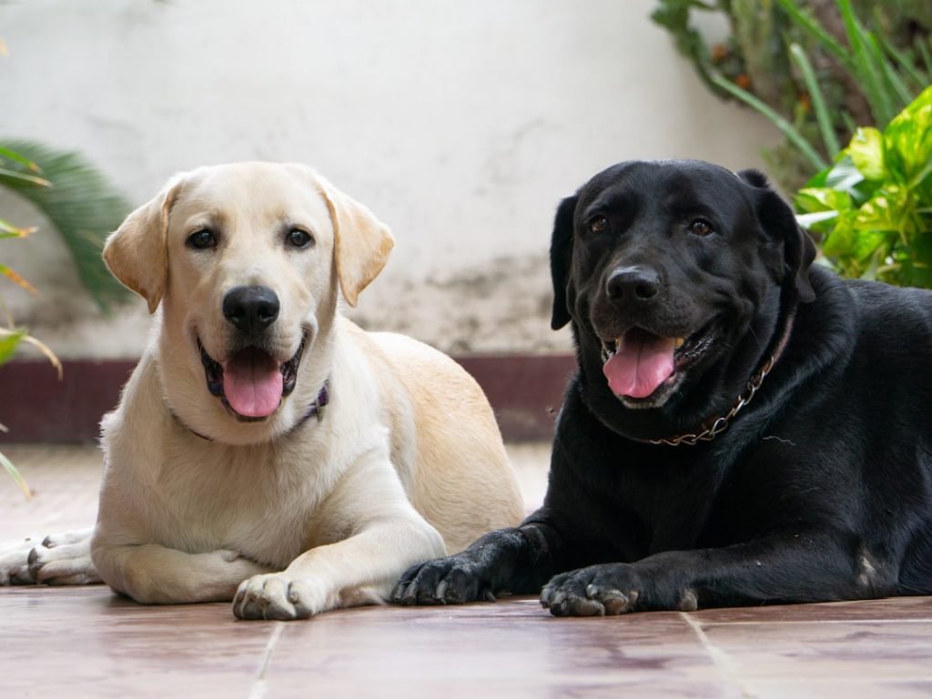 Dog Insurance for Two Dogs: Double the Protection
