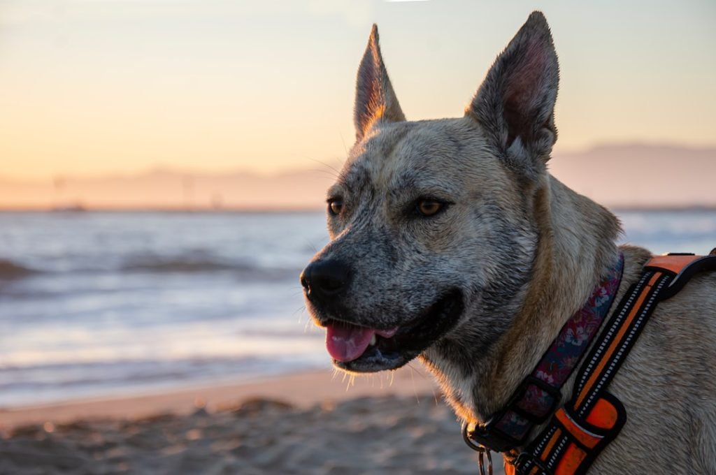 Dog Insurance in California: A Comprehensive Guide