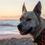 Dog Insurance in California: A Comprehensive Guide