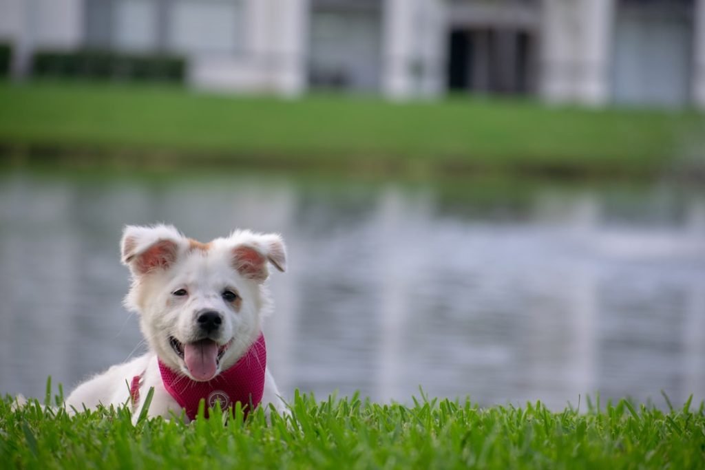 Dog Insurance in Florida: Protect Your Pet Today