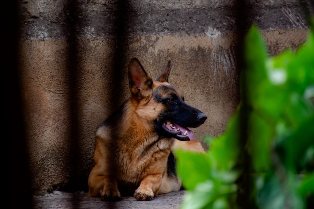 Dog Kennel Insurance: Essential Protection for Pet Businesses
