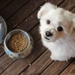 Dog Keto Diet: Transform Your Pup’s Health Today