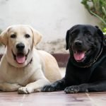 Dog Liability Insurance: Protect Your Best Friend