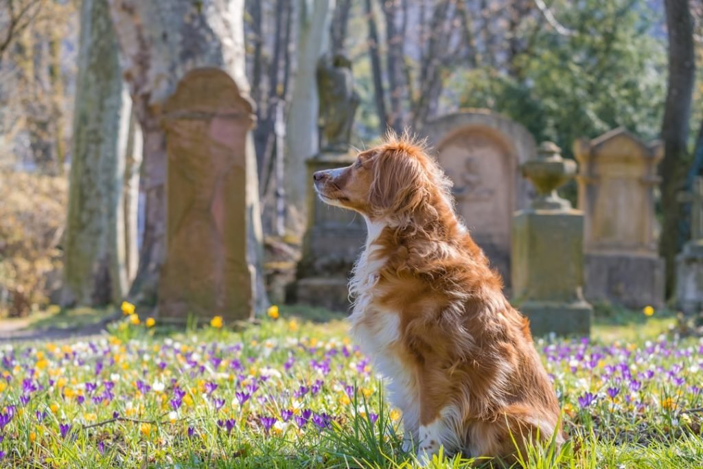 Dog Mortality Insurance: Protect Your Pet’s Legacy
