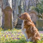 Dog Mortality Insurance: Protect Your Pet’s Legacy