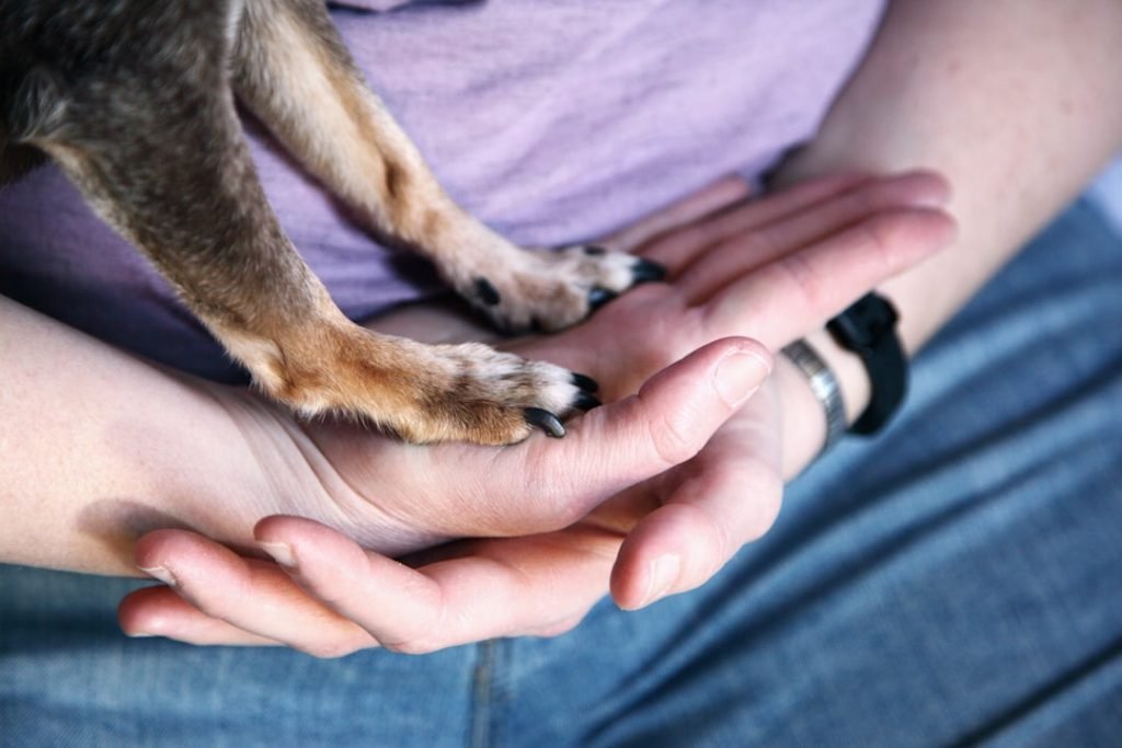Dog Owner Liability Insurance: Protect Your Paws & Wallet