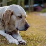 Dog Sedative for Grooming: Ensuring Calm & Safe Sessions