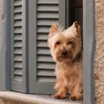 Dog Sitter Insurance: Protect Your Pet Business Today