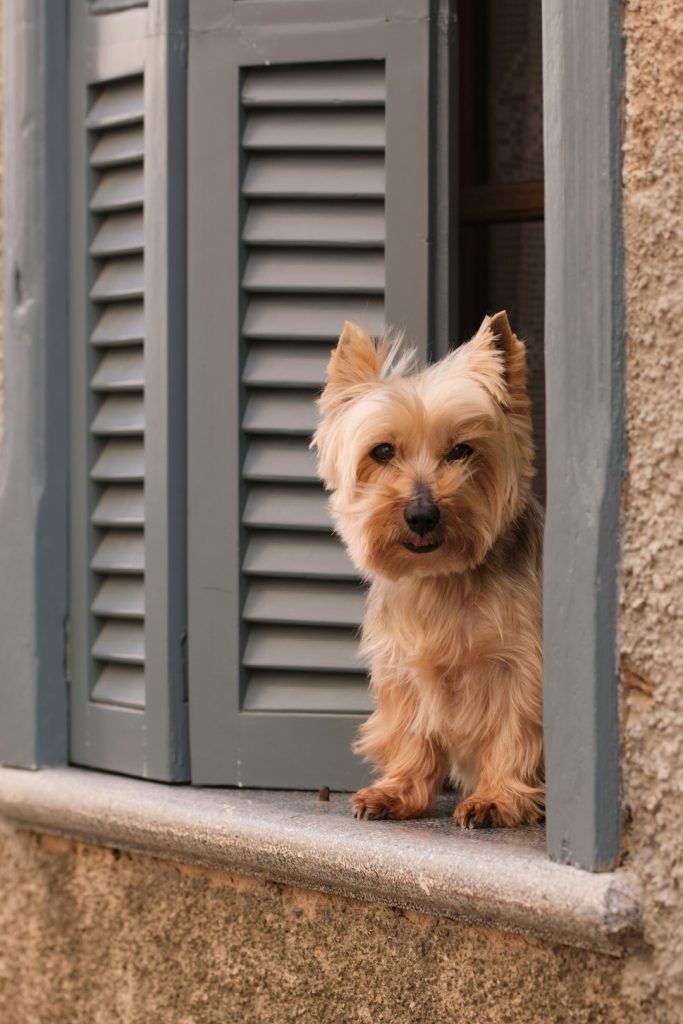 Dog Sitter Insurance: Protect Your Pet Business Today