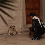 Dog Stalking Behaviour: Understanding Your Pet’s Instincts