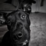 Dog Theft Insurance: Protect Your Precious Pup Today