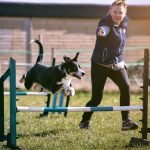 Dog Trainer Wage: Unlocking Earning Potential