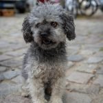 Dog Training Colleges: Unleash Your Pet’s Potential