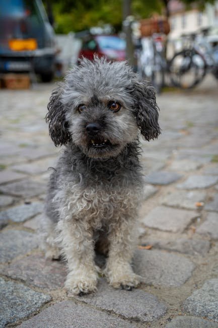 Dog Training Colleges: Unleash Your Pet’s Potential